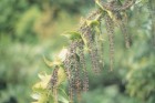 Coriaria ruscifolia